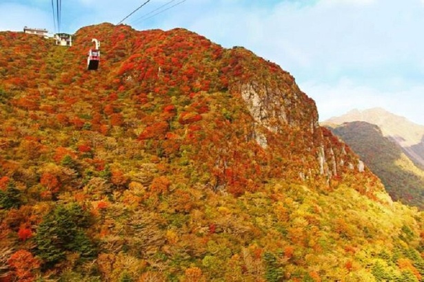 国の天然記念物にも指定されている色鮮やかな紅葉 / 雲仙の紅葉