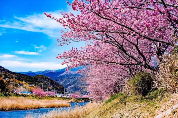 【写真】河津川沿いには約850本、全体では約8000本の河津桜が咲き誇る
