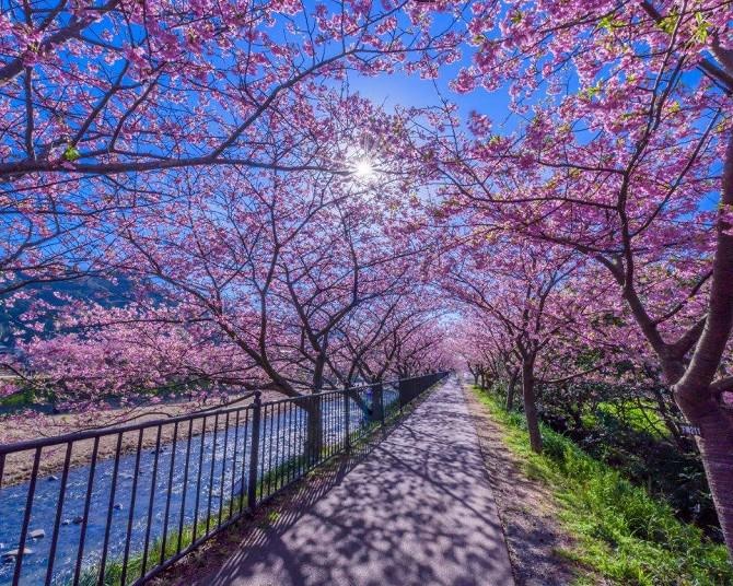 「河津桜まつり」2024年の開催期間は2月1日(木)から29日(木)まで、夜桜ライトアップも予定