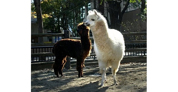先輩アルパカ・モコとじゃれる姿もカワイイ！