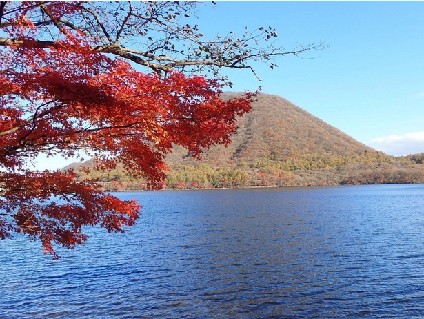 深い青色の榛名湖と赤いモミジの調和を楽しめる / 榛名山・榛名湖の紅葉