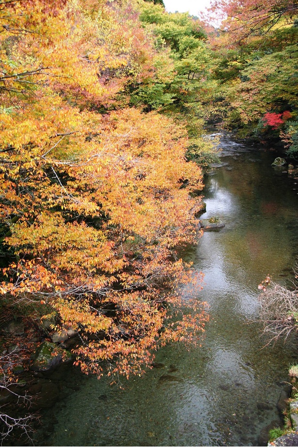白滝周辺の原生林が美しく色づく / 五ヶ瀬渓谷の紅葉