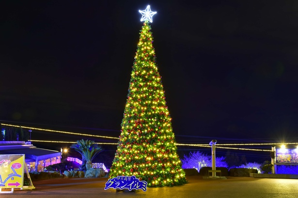 広場にそびえ立つ巨大なクリスマスツリー