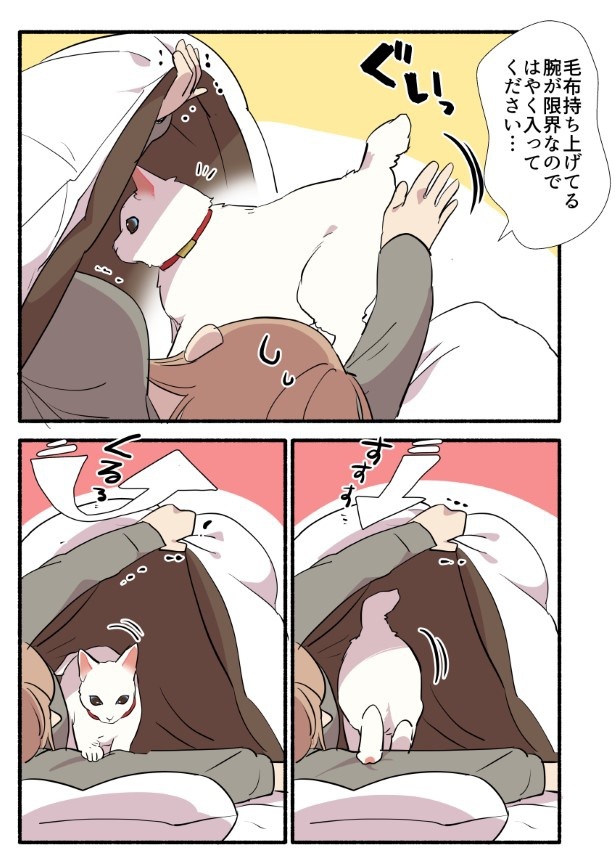 白い猫と暮らしている漫画4話P003