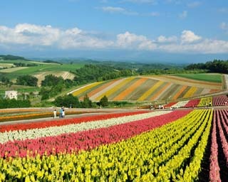 美瑛「四季彩の丘」スタッフ太鼓判の絶景ビュー＆名物グルメはコレ