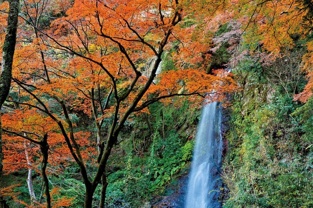 養老の滝周辺の紅葉