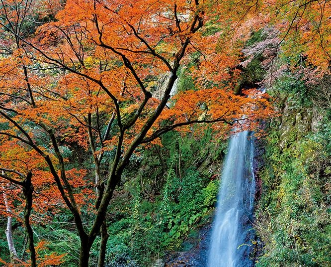 一年で最もにぎわう季節が到来！紅葉のアーチがかかる 岐阜・養老公園を散策