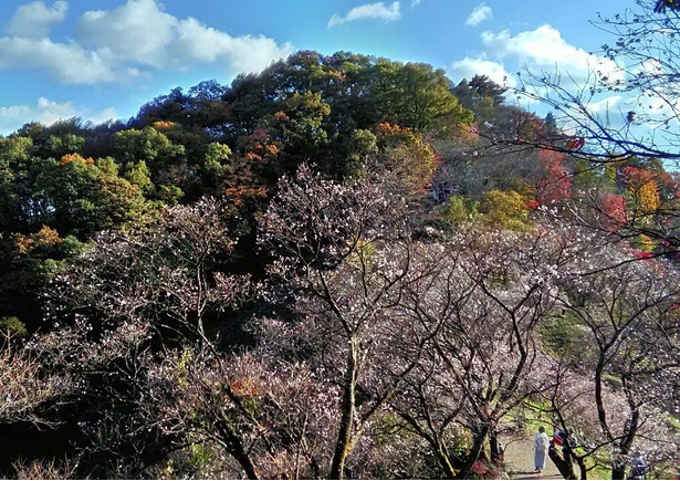 冬桜と紅葉が楽しめる貴重なスポットだ / 桜山公園の紅葉