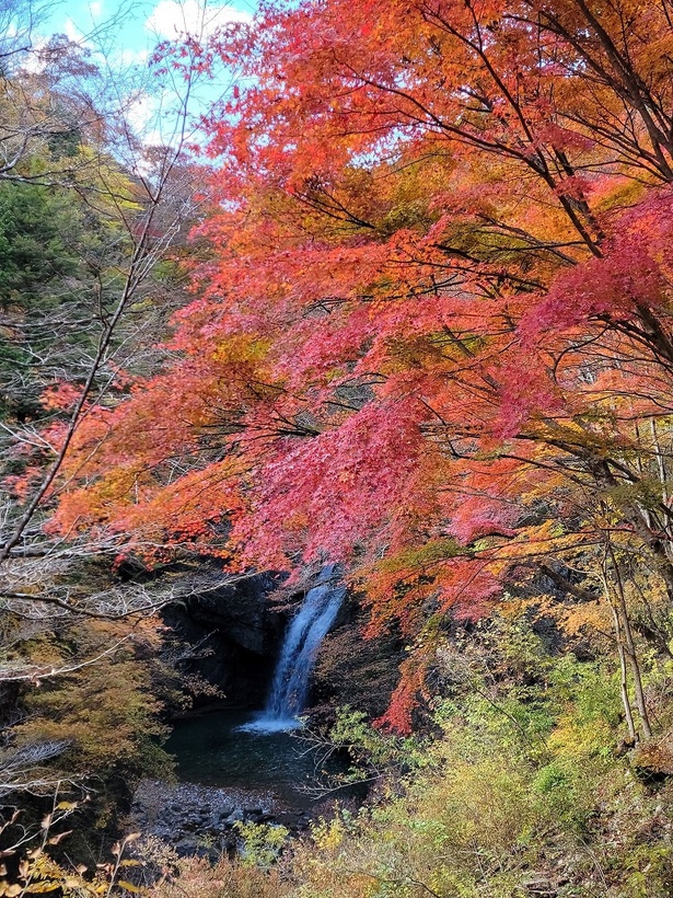 上流の「大滝」滝見台からの眺め / 大芦渓谷の紅葉