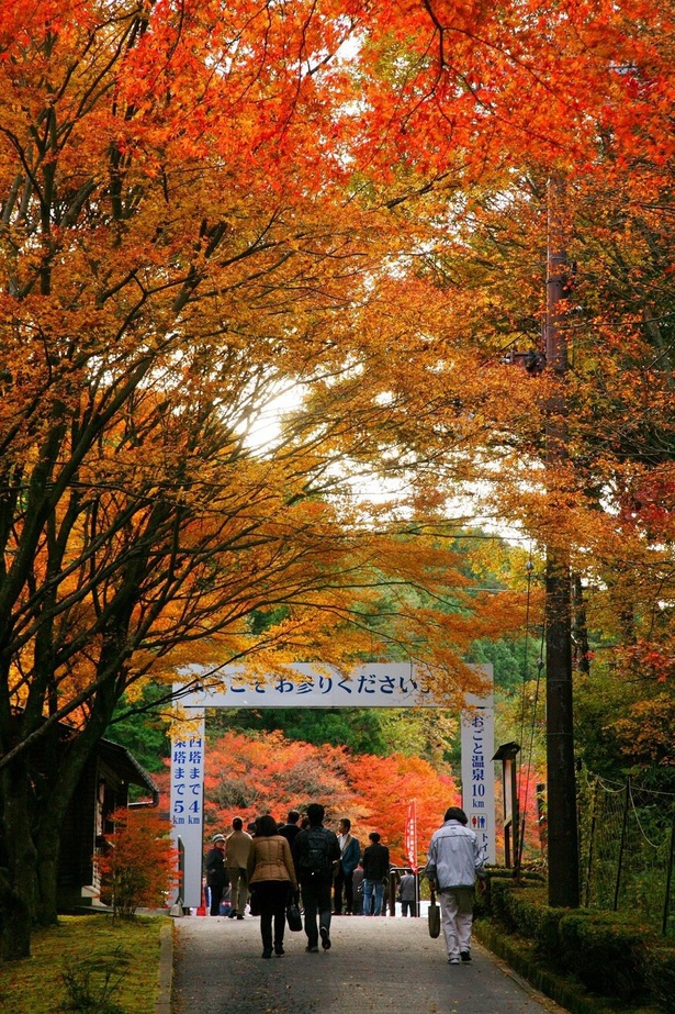 見事な紅葉が楽しめる横川地域 / 比叡山の紅葉