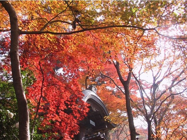 秋には鮮やかな紅葉を楽しめる / 瑞宝寺公園の紅葉