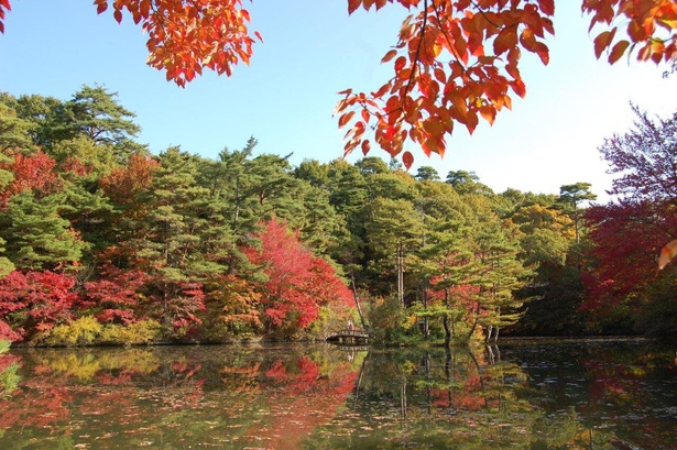 長谷池は園内一の紅葉スポット / 神戸市立森林植物園の紅葉
