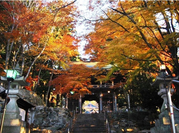屋根瓦を覆うイチョウのじゅうたんに日本の風情を感じる / 大窪寺の紅葉