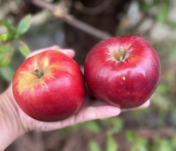 規格外の信州りんごが“アップサイクル”で絶品アップルパイに大変身 