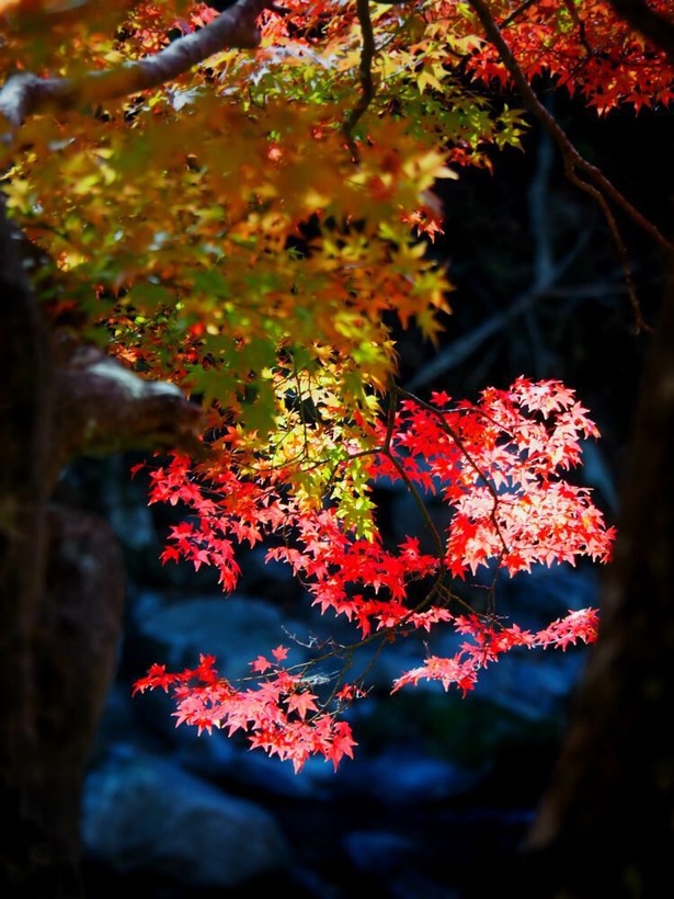 渓谷に秋の訪れを告げる鮮やかなモミジ / 夏井川渓谷の紅葉