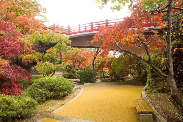 朱色の観月橋と紅葉のコントラストが美しい / 弥彦公園(もみじ谷)の紅葉
