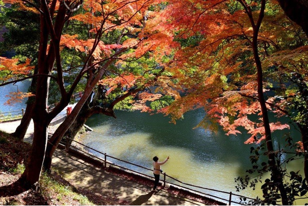 常緑樹の緑と紅葉の赤とのコントラストが見事 / 亀山公園の紅葉
