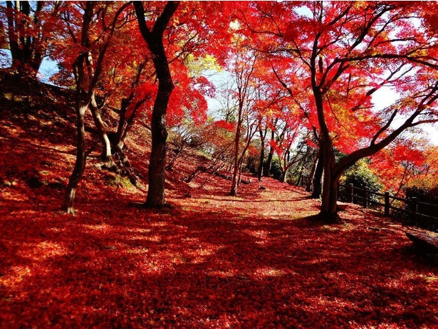 頭上と地面一面が燃えるような赤に包まれる / 尾関山公園の紅葉