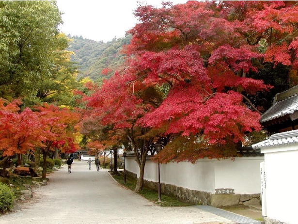 深紅に染まったモミジが景観に色を添える / 紅葉谷公園の紅葉
