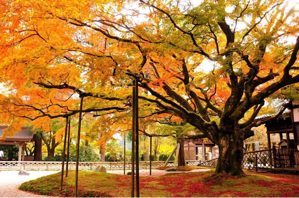 大きく枝を広げた樹齢400年の大楓の紅葉は見事 / 雷山千如寺大悲王院の紅葉