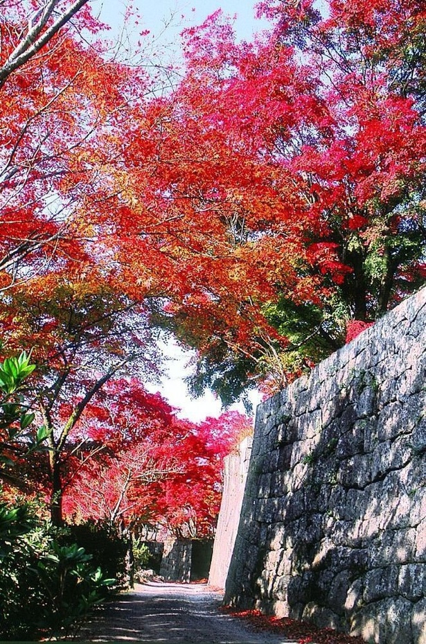 歴史情緒あふれる石垣と紅葉が織りなす見事な景観 / 竹田(岡城跡)の紅葉