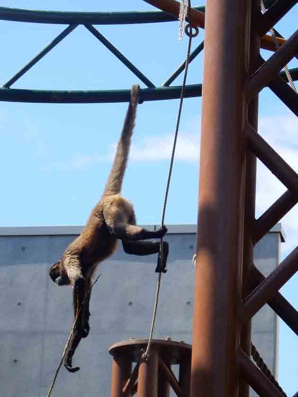 旭山動物園・「くもざる・かぴばら館」のクモザル。尻尾を鉄棒やロープに巻きつかせてバランスをとる