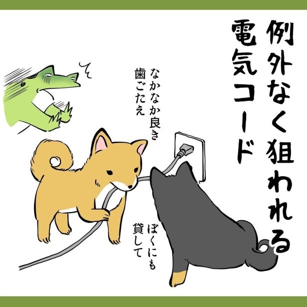 犬との暮らしで子育てとちょっと似てるなぁと思うこと016