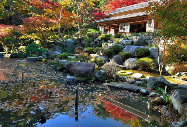 園内の日本家屋から紅葉で彩られた庭園を楽しめる / 徳明園の紅葉