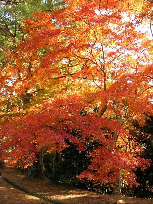 赤や黄色に染まったモミジがたくさん / 修善寺自然公園 もみじ林の紅葉