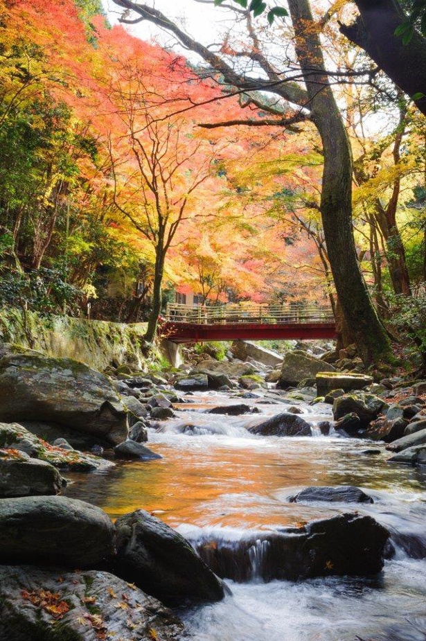 渓流沿いに橋を望む紅葉 / くらがり渓谷の紅葉