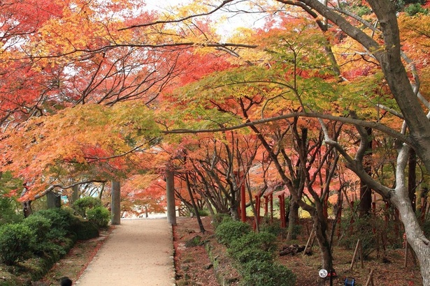 鮮やかなグラデーションに飾られる境内 / 竈門神社の紅葉