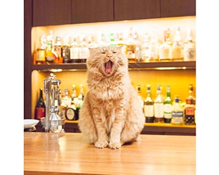 「TOKYO ART CITY by NAKED」に猫がアートになって出現!?
