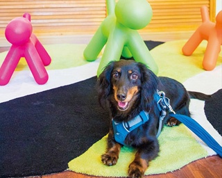 犬OKの温泉旅館も！この夏は愛犬と一緒に旅行へ行こう