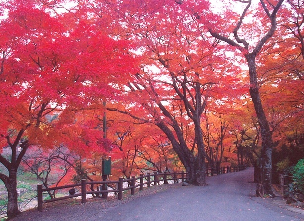 真っ赤に染まった木々が立ち並ぶ / 養老公園の紅葉