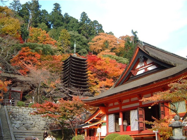 カエデやイチョウが織り成す赤と黄のコントラストを楽しもう / 談山神社の紅葉