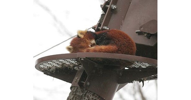 【しっぽを丸めて眠る姿がかわいすぎっ!!】