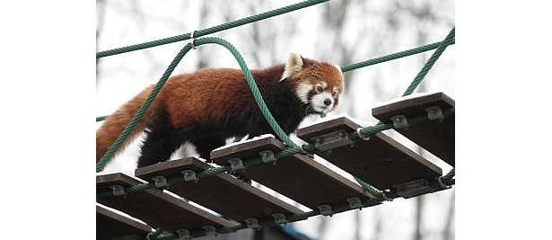 画像3 17 冬も元気 旭山動物園のレッサーパンダに密着 ウォーカープラス