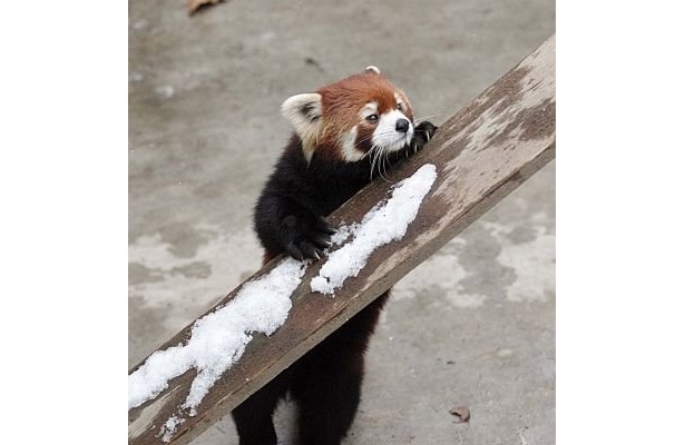 側溝に下りて来て歩き回ることが多いリンリン