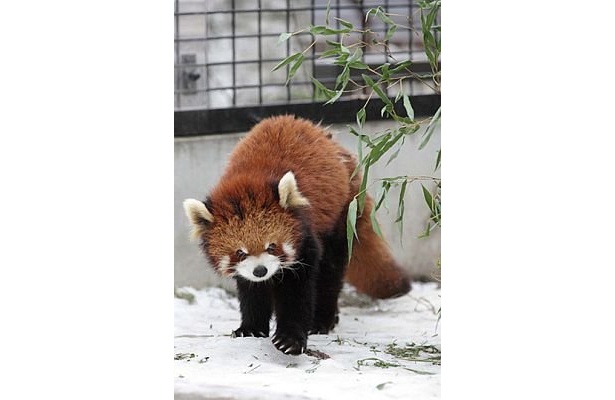 画像9 17 冬も元気 旭山動物園のレッサーパンダに密着 ウォーカープラス