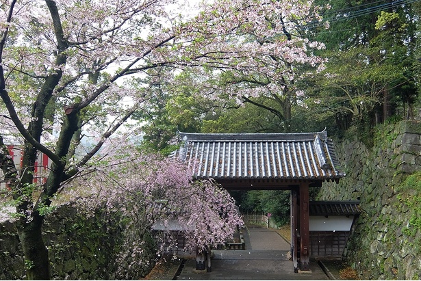 延岡城跡・北大手門の桜