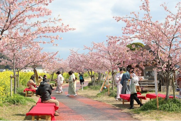 五ヶ瀬川沿い「天下一ひむか桜・菜の花」