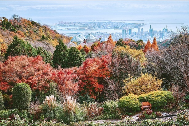 標高約400メートルの展望プラザから眺める神戸の街並みと「布引の紅葉」 / 神戸布引ハーブ園 / ロープウェイの紅葉