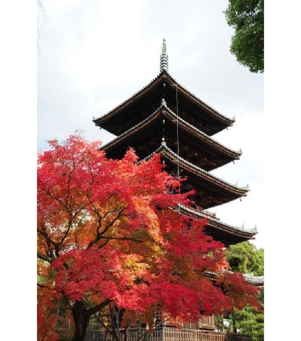 境内にそびえる国の重要文化財「五重塔」と真っ赤な紅葉 / 仁和寺の紅葉