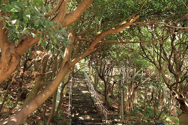 雄島の中央部には自然林が広がっており、特に東側に広がるヤブニッケイの森は枝が横へ上へと奇妙に伸びて独特の雰囲気を醸し出している