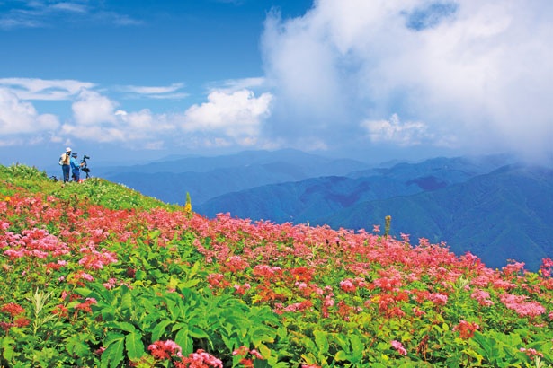 山頂や登山道で観賞できる高山植物と琵琶湖や北アルプスの山並みの景色/伊吹山