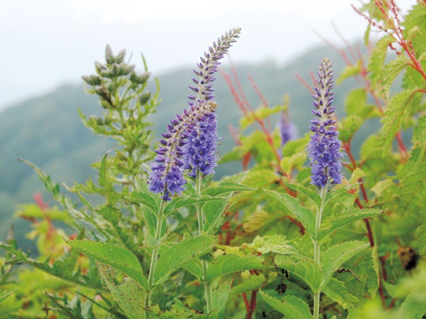 伊吹山の山頂の花畑のみに自生する、瑠璃(るり)色の花のルリトラノオ。見ごろは7月中旬～8月下旬/伊吹山