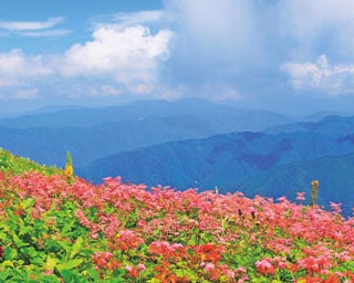【涼絶景】天上の花景色！「伊吹山」で高山植物をめでるひんやり涼さんぽ