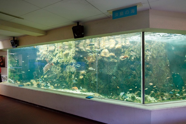 敷地内の淡島水族館は“淡島の海”をテーマに周辺に棲息する生物を主に展示している
