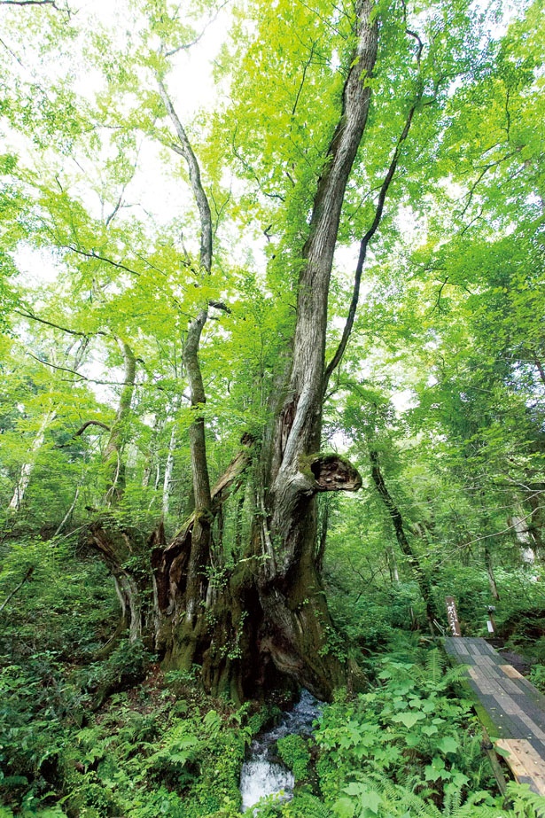 兵庫県の天然記念物にも指定されている高さ約38mの和池の大カツラ/たじま高原植物園
