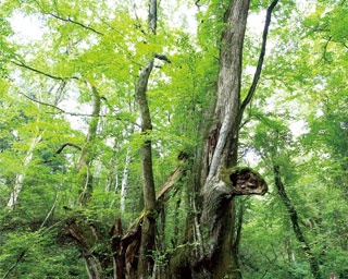【涼絶景】樹齢1000年以上の巨木と湧き水！生命力を感じる森で涼さんぽ